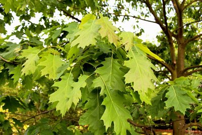 Quercus rubra - dub červený - jarní listy
